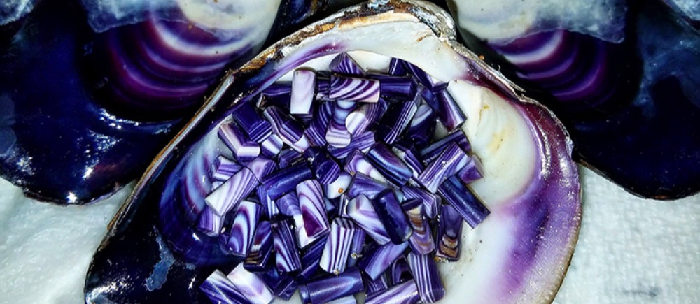 Wampum beads and Quahog clam shell